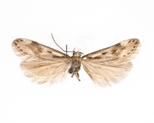 Új pillangófajokat fedeztek fel a Dolomitokban