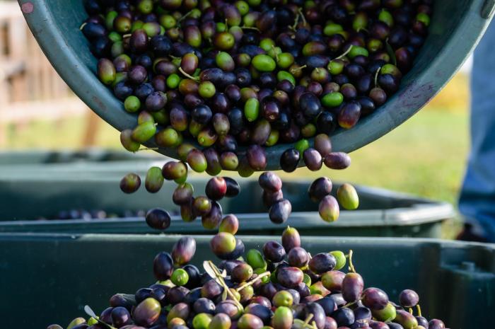 Spanyolország eltörli az olívaolaj áfáját