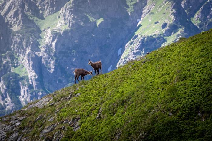 Kiderült, kell-e aggódni a zergékért a Tátrában